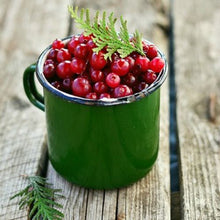 Pine Needles & Berries Melt