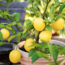 Meyer Lemon Melt