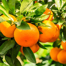 Orange Grove Jar Candle