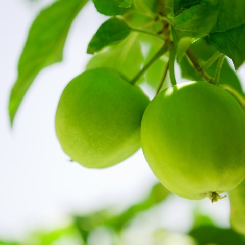 Crab Apple Farm Jar Candle