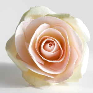 Blush Rose Signature Floral Diffuser