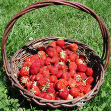 Strawberry Field Glow Bowl Refill